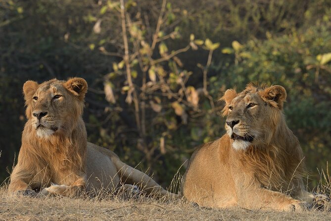 Private Lion Safari in the Gir National Park in Gujarat - Key Highlights You Will Actually Care About