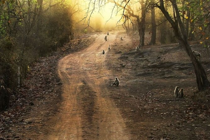 Private Lion Safari in the Gir National Park in Gujarat - Entering The Gir Lion Reserve Mindset: What Makes This Park Different