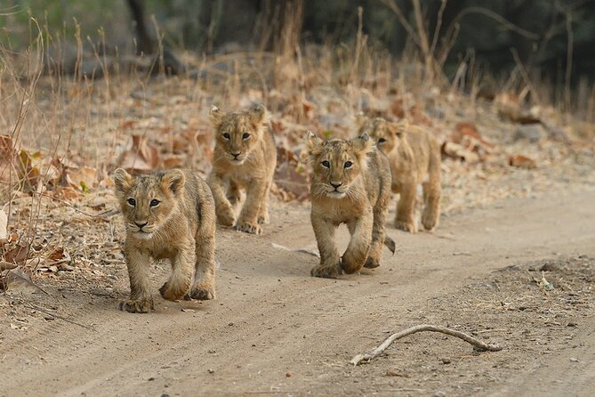Private Lion Safari in the Gir National Park in Gujarat - Best Months to Plan Around: When Gir Is Open and When It Is Closed