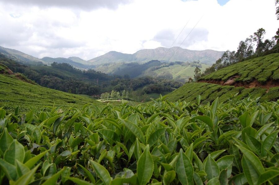 Private Munnar Tea Trek - The walking load: what the 3 to 4 hours really feels like
