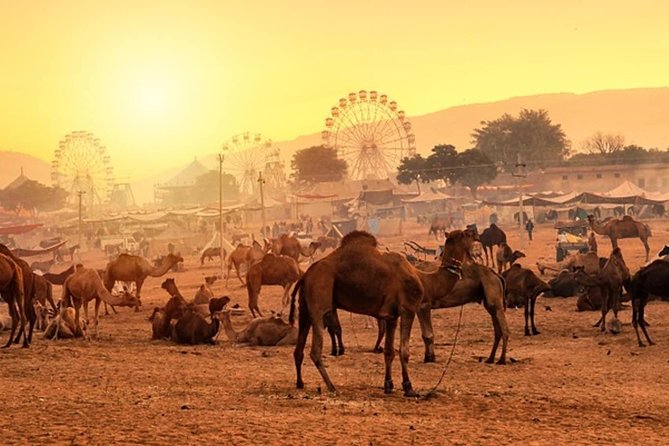 Private One Day Trip to Pushkar from Jaipur - Private A/C Jaipur-to-Pushkar Day Trip, The Convenience Payoff