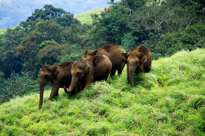 Private One Week Kerala Tour - Day 5 Kumarakom resort base and village-life experience