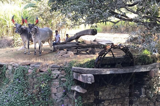Private Udaipur Village Tour by Tuk-Tuk or by Car - Lake Badi: the famine-era water story behind an artificial lake