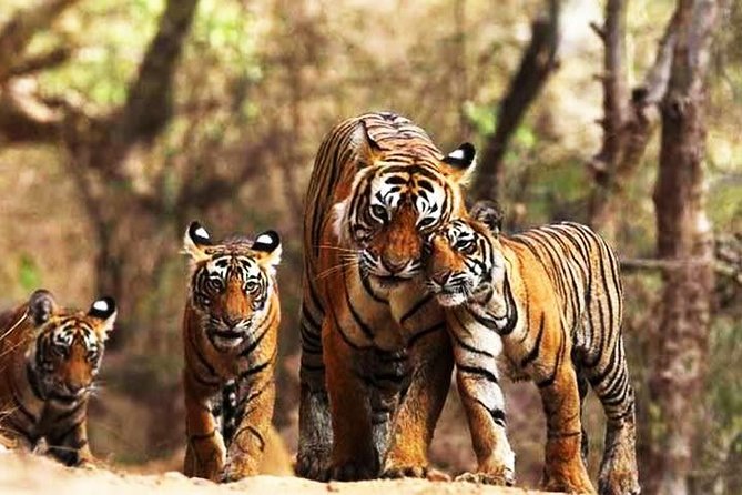 Ranthambhore Tiger Tour of Delhi, Agra, and Jaipur 5 Star Hotel - How This 5-Day Golden Triangle Plus Ranthambore Package Really Feels