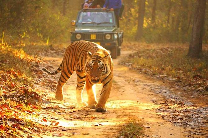 Ranthambhore Tiger Tour of Delhi, Agra, and Jaipur 5 Star Hotel - 5-Star Hotels for 4 Nights: Value, Comfort, and What to Watch For