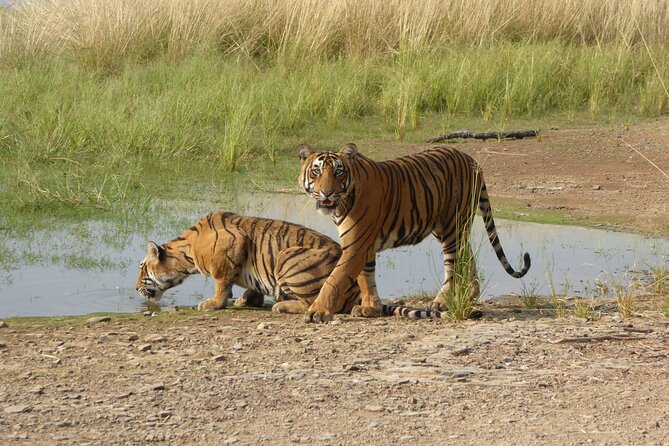 Ranthambore National Park - Quick Highlights You’ll Actually Care About