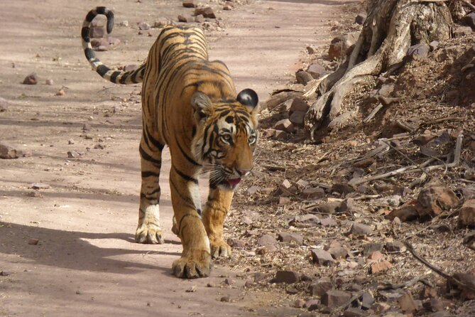 Ranthambore National Park - Stop by stop: what each part of the route likely means