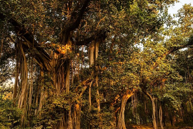 Ranthambore National Park - Wildlife beyond the tiger: birds, bear, crocodiles, deer
