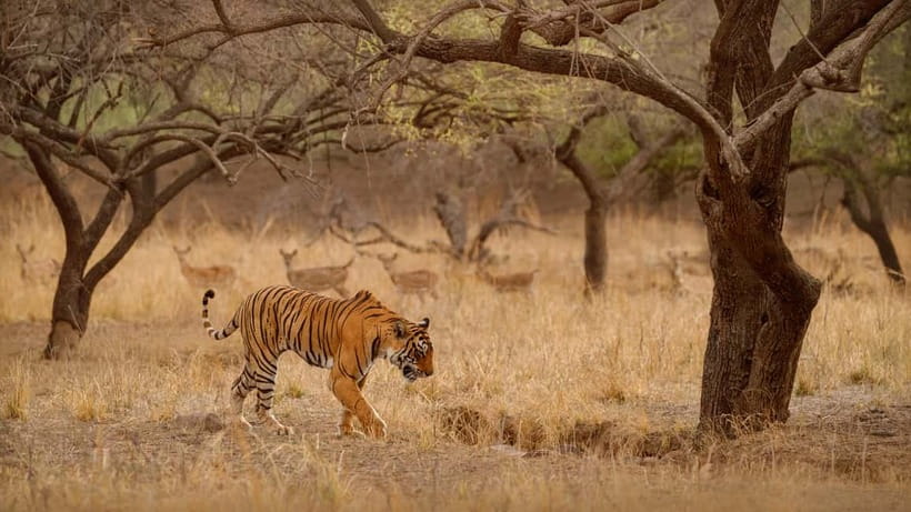 Ranthambore National Park: Safari Ticket with Pickup Option - Key takeaways before you go