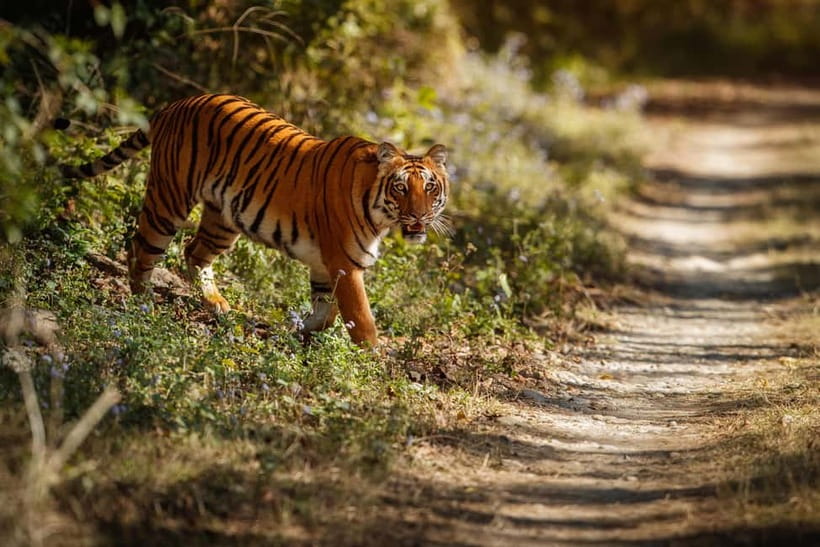 Ranthambore National Park: Safari Ticket with Pickup Option - Ranthambore Canter Safari, the practical way to do tiger country