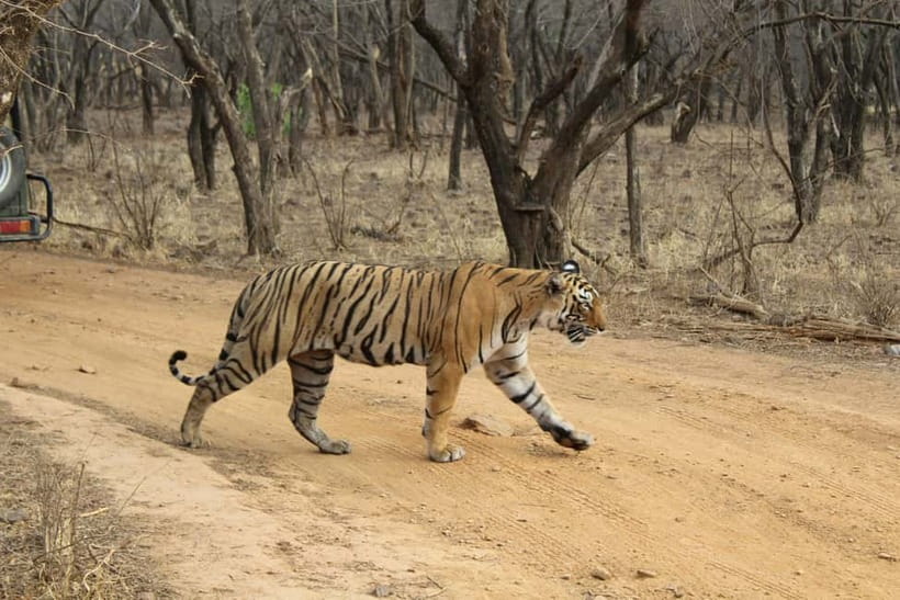 Ranthambore National Park: Safari Ticket with Pickup Option - Morning vs afternoon: how to choose your best shot