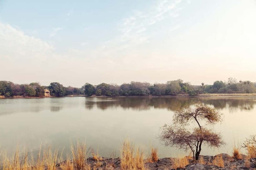 Ranthambore National Park: Safari Ticket with Pickup Option - How often will you see Royal Bengal tigers?
