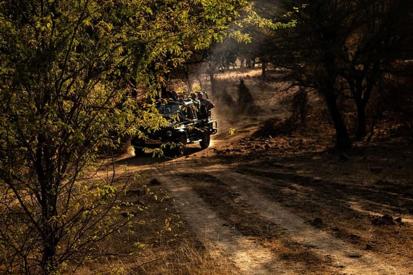 Ranthambore National Park: Safari Ticket with Pickup Option - Your guide matters more than you think