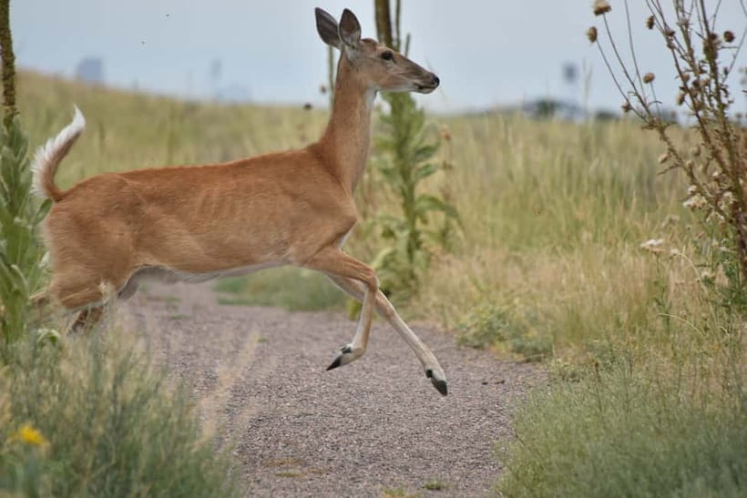 Ranthambore National Park: Safari Ticket with Pickup Option - What to bring (and what not to bring) for Ranthambore entry