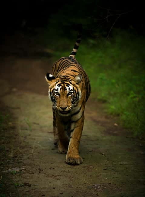Ranthambore National Park: Safari Ticket with Pickup Option - Pickup and the 3.5-hour timing that keeps things realistic