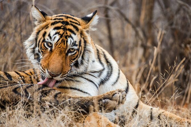 Ranthambore Safari Admission tickets : Choose your Option - Ranthambore is about the chase, not a checklist