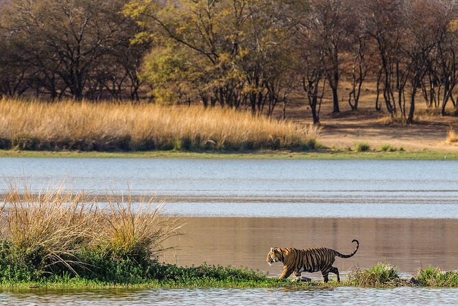 Ranthambore Safari Admission tickets : Choose your Option - Hotel pickup on Ranthambore Road: the small detail that saves your day