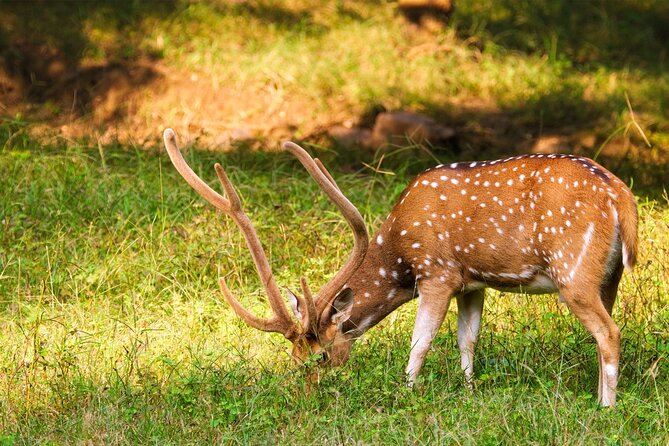 Ranthambore Safari Admission tickets : Choose your Option - What you might see: big cats, plus the wildlife that often steals the show