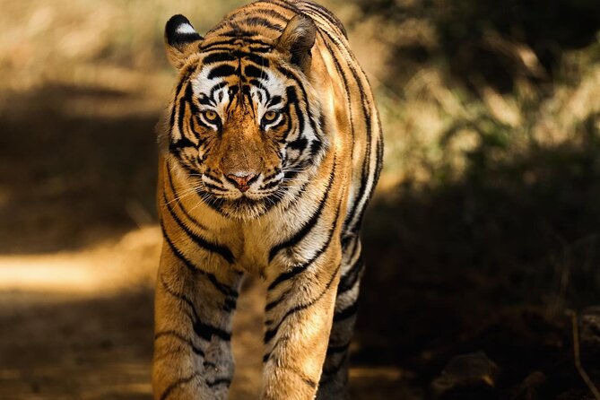 Ranthambore Safari Booking - Ranthambore in Ten Zones: How the Park’s Layout Affects Your Odds