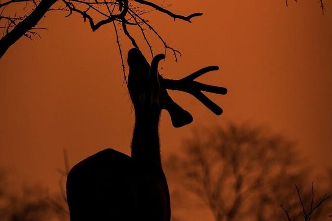 Ranthambore Safari Booking - Meeting Point and Mobile Ticket: Avoiding the Pickup Surprise