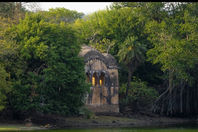 Ranthambore Safari Booking - Jeep vs Canter Safari: Choosing the Ride Comfort Level