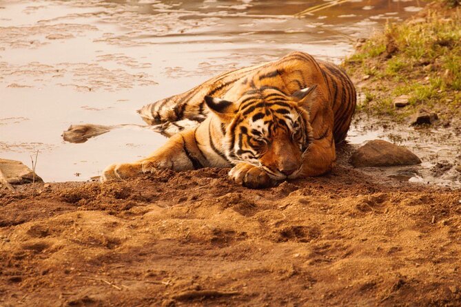 Ranthambore Safari Booking - Tiger Spotlight, Including Sultan: How Guides Help You Read the Safari