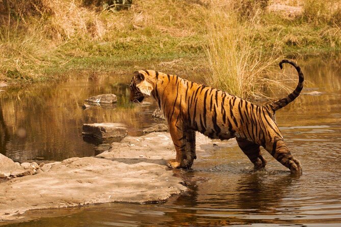 Ranthambore Safari Booking - Wildlife and Bird Watching You Can Actually Spot