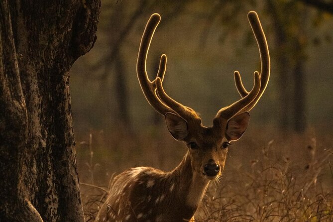Ranthambore Safari Booking - Who This Safari Suits Best, and Who Might Want Another Option