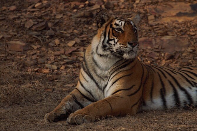 Ranthambore Safari Booking - 3 Hours 30 Minutes by Jeep or Canter: What the Time Really Means