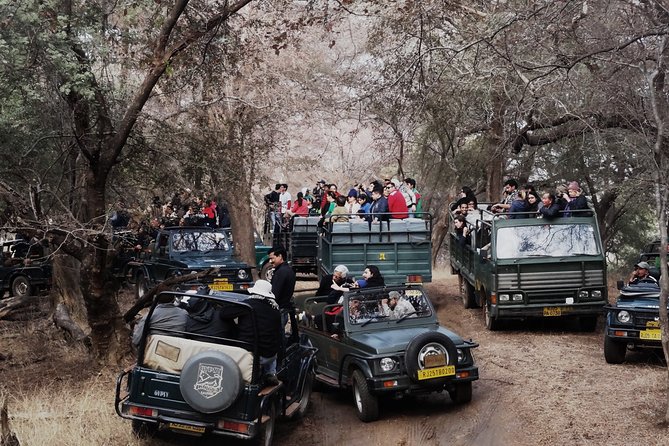 Ranthambore: Sharing Safari In Canter Or Gypsy Vehicle All Incl. - Why This 3-Hour Shared Safari Works for Short Rajasthan Trips