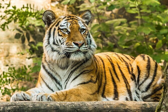Ranthambore - Sharing Tiger Safari In Canter Or Gypsy Vehicle - Wildlife odds: tigers first, then the whole food chain