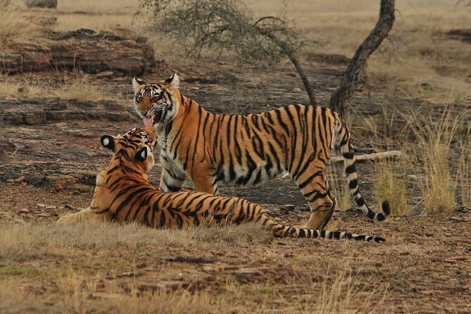 Ranthambore - Sharing Tiger Safari In Canter Or Gypsy Vehicle - Value check: is $68.03 a good deal for what you get?