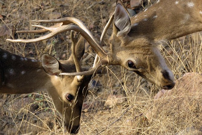 Ranthambore Tiger Reserve Private Gypsy Safari All inclusive - Price and value: what $308.98 means for a group of up to 6