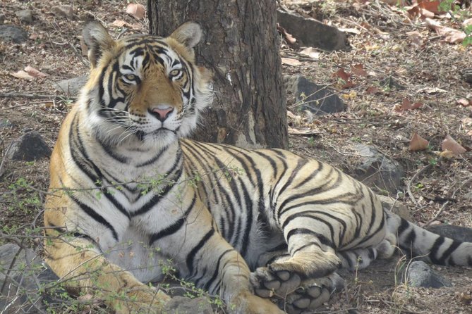Ranthambore Tiger Reserve Private Gypsy Safari All inclusive - Morning vs afternoon: choosing the slot that fits your trip
