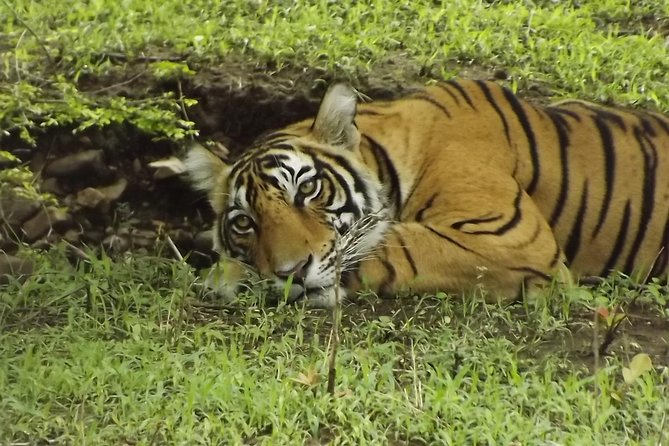 Ranthambore Tiger Safari Day trip from Jaipur - All Inclusive - Tiger Odds, Season Heat, and How to Improve Your Chances