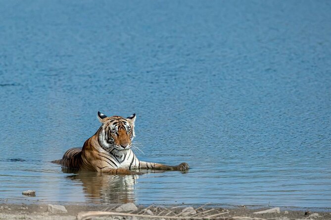 Ranthambore Tiger Safari from Jaipur – 1 or 2 Days - Jaipur to Ranthambore in an AC private vehicle, and why that matters