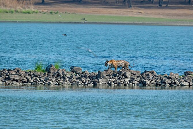 Ranthambore Tiger Safari from Jaipur – 1 or 2 Days - The wildlife experience: tigers, leopards, hyenas, and the real bonus sightings