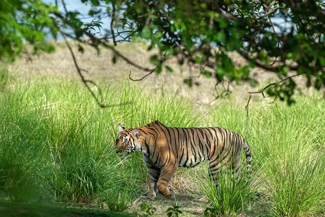Ranthambore Tiger Safari from Jaipur – 1 or 2 Days - Timing that fits a day trip: afternoon safari hours and a full return ride
