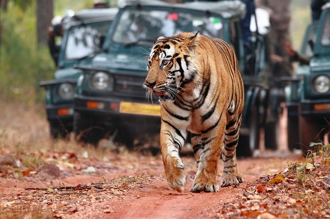 Ranthambore Tiger Safari In Gypsy 6 Seater All Inclusive visits - Logistics That Matter In Real Life