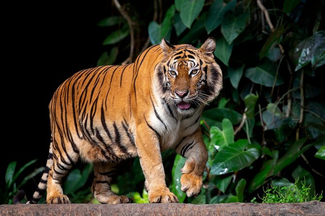 Ranthambore Tiger Safari In Gypsy 6 Seater All Inclusive visits - Should You Book This Ranthambore Tiger Safari?
