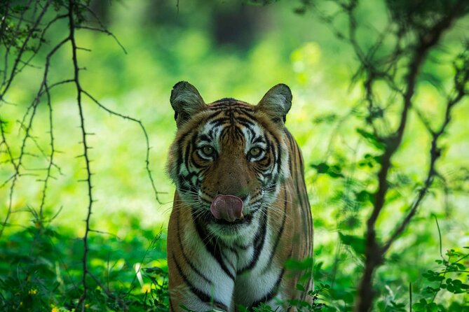 Ranthambore Tiger Safari In Gypsy 6 Seater All Inclusive visits - What Tigers And Other Animals Mean For Your Expectations