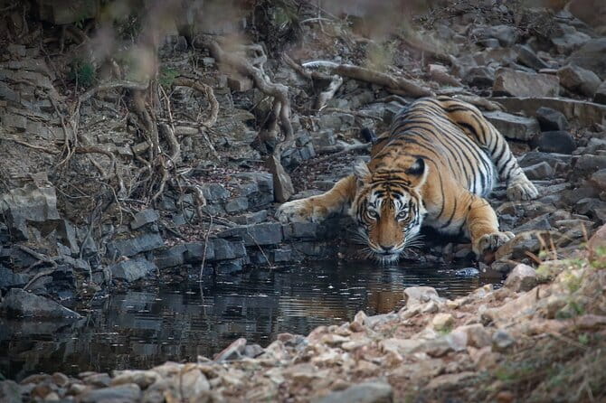 Ranthambore Tiger Safari Private Same Day Trip from Jaipur - Ranthambore in one day from Jaipur, without the wait