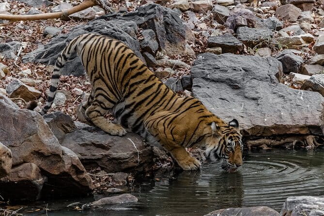 Ranthambore Tiger Safari Private Same Day Trip from Jaipur - Price and value: what $136.17 really covers