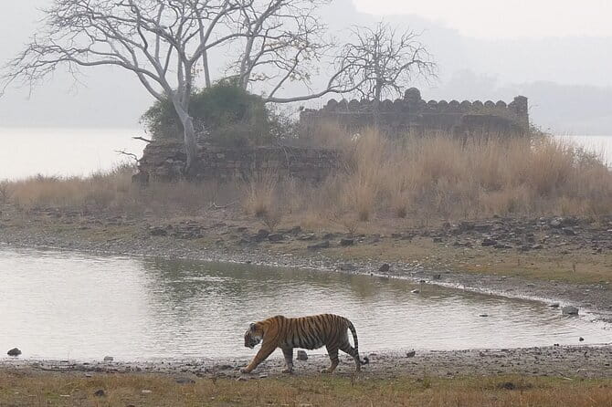 Ranthambore Tiger Safari Private Same Day Trip from Jaipur - The 8:00 am pickup and the 3.5-hour drive to Sawai Madhopur