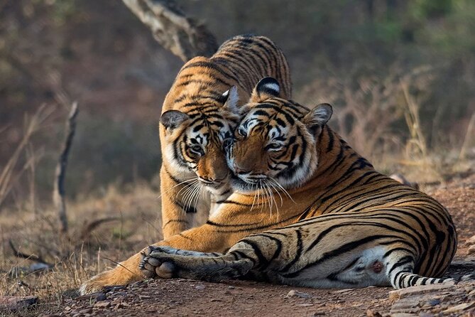 Ranthambore Wildlife Safari Day Trip from Jaipur - Private A/C Transfers and What’s Included in the $120
