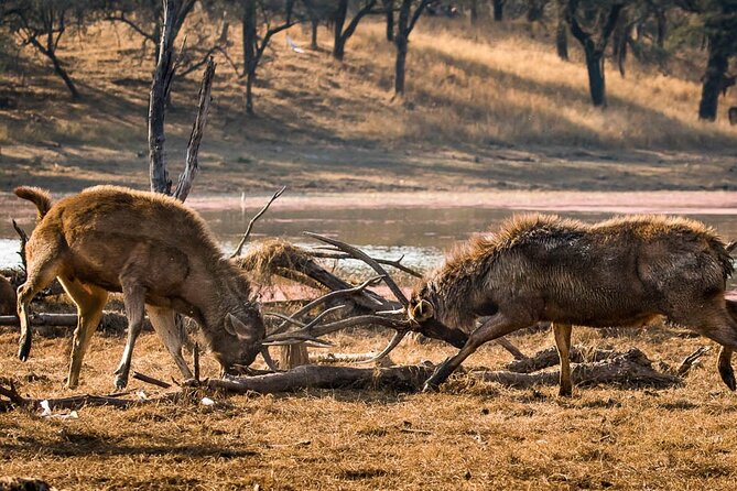 Ranthambore Wildlife Safari Day Trip from Jaipur - The Road Trip Comfort Bits: Water, Hi Tea, and Keeping Energy Up