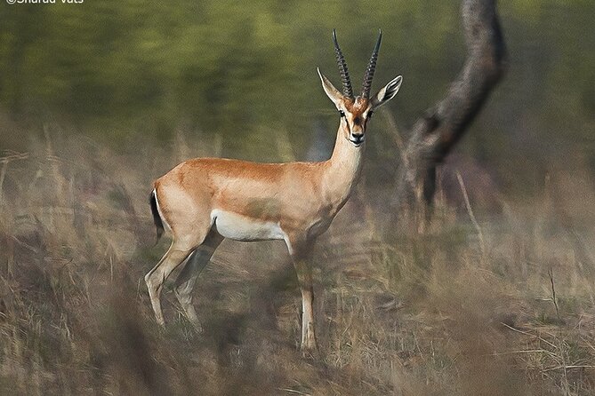 Ranthambore Wildlife Safari Day Trip from Jaipur - Booking Timing and Practical Tips That Make the Day Smoother