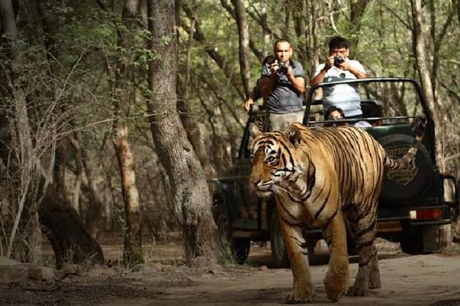 Ranthambore Wildlife Safari Day Trip from Jaipur - Check-In at Ranthambore: IDs, Gates, and Getting Assigned a Safari Ride