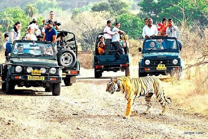 Ranthambore Wildlife Safari with Tickets & Transfer Options - Key things to know before you go