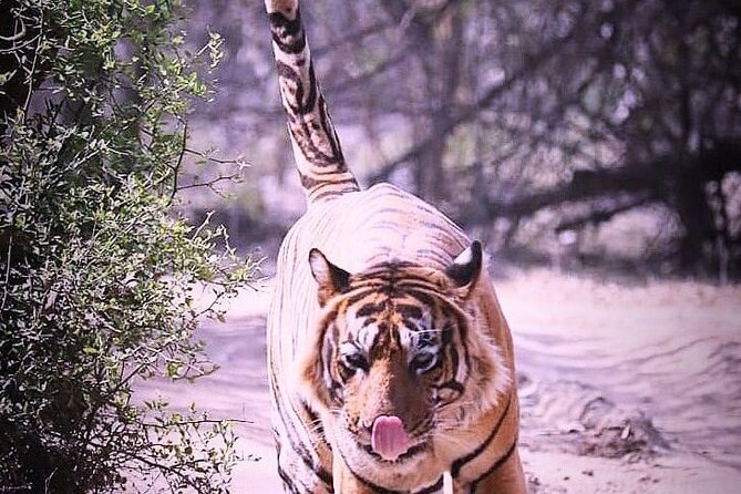 Ranthambore Wildlife Safari with Tickets & Transfer Options - The transfer game: Jaipur or Delhi pickup that saves real energy